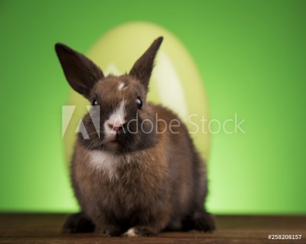 Image de Easter animal holiday eggs and green background